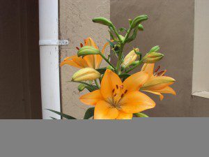 Orange Iris