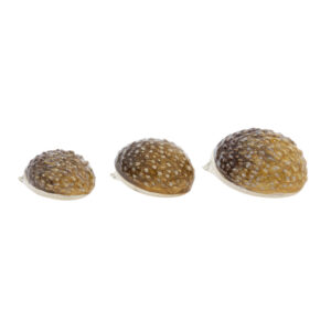 12977 Hedgehogs back